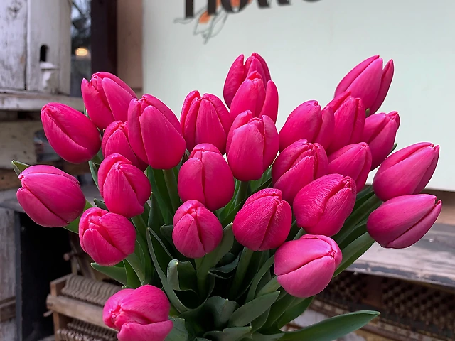 Тюльпан &numero;13