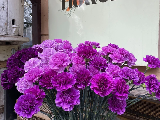 Гвоздика Moon Mix