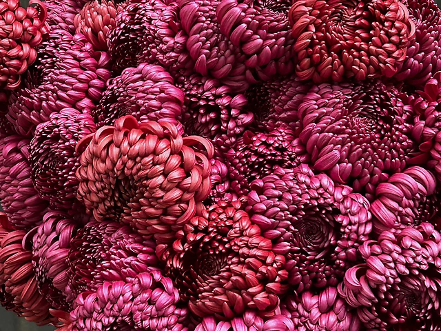 Хризантема бігуді