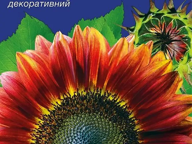 Насіння Соняшник