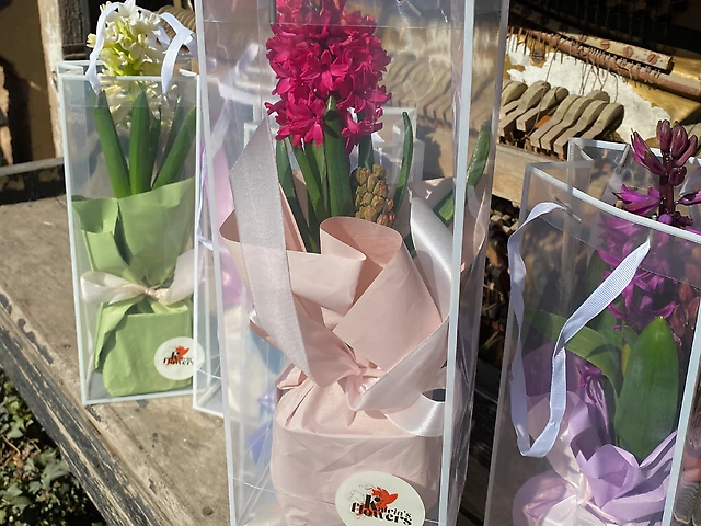 Гіацинт мікс