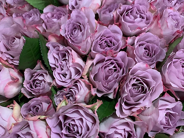 Light purple rose