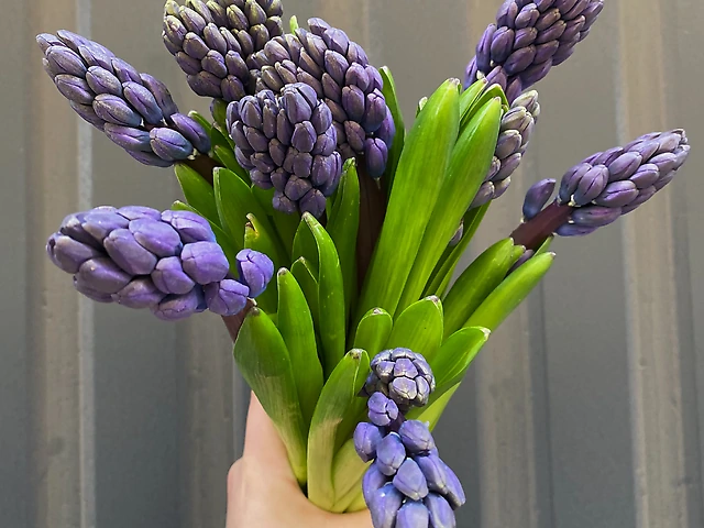 Гіацинт синій