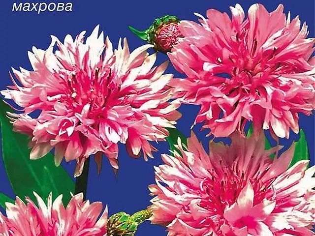 Насіння Волошка Рожевий Кристал