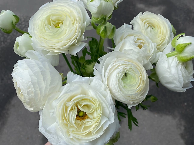 Ранункулюс білий