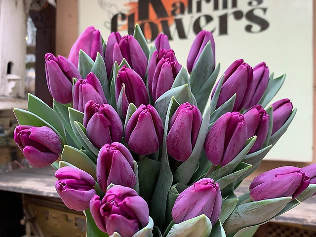 Тюльпан &numero;3