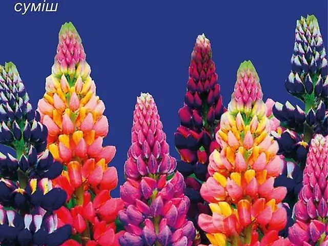 Насіння Люпин