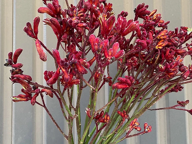 Анігозантус