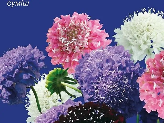 Насіння Скабіоза пурпурова