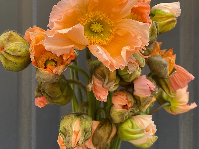 Мак Італійський