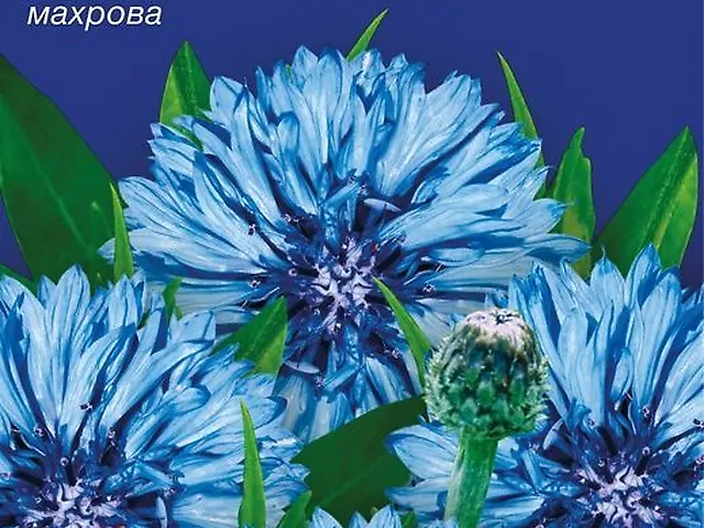 Насіння Волошка Блакитний Діамант