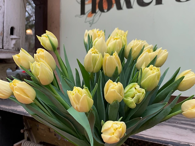 Тюльпан &numero;2