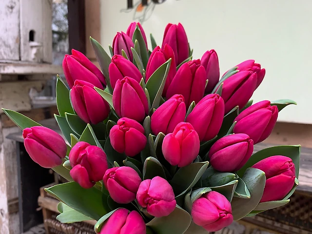 Тюльпан &numero;7