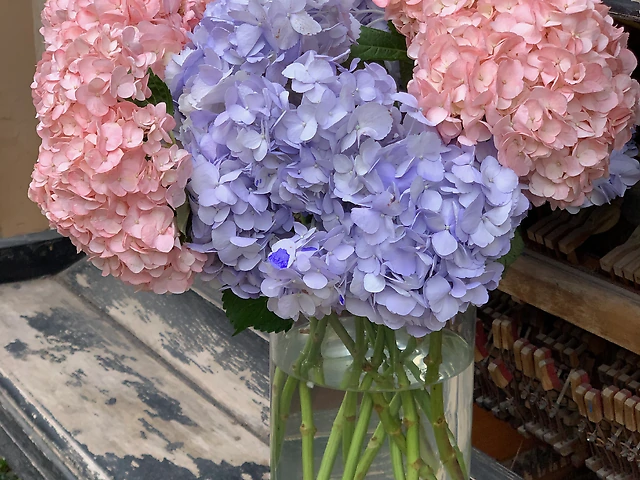 Hydrangea Colombia