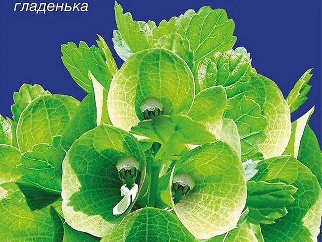 Насіння Молюцела