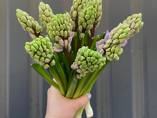 Гіацинт лавандовий