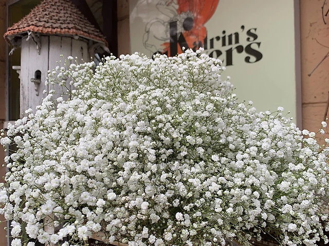 Гіпсофіла біла