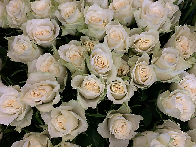 White roses