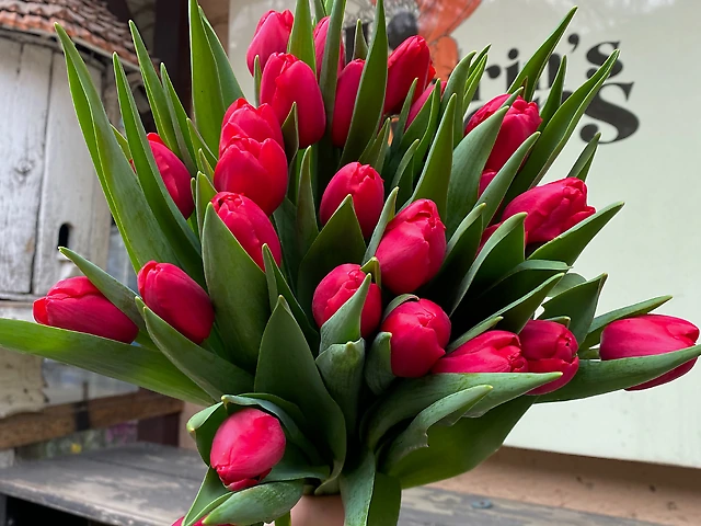 Тюльпан &numero;6