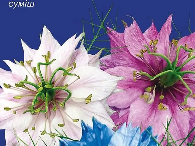 Насіння Нігела Дамаська