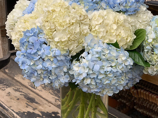 Hydrangea Colombia