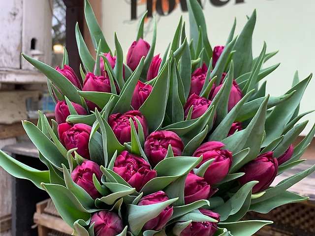 Тюльпан &numero;4