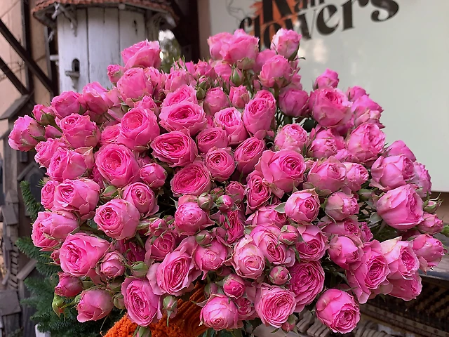 Троянда гілкова рожева