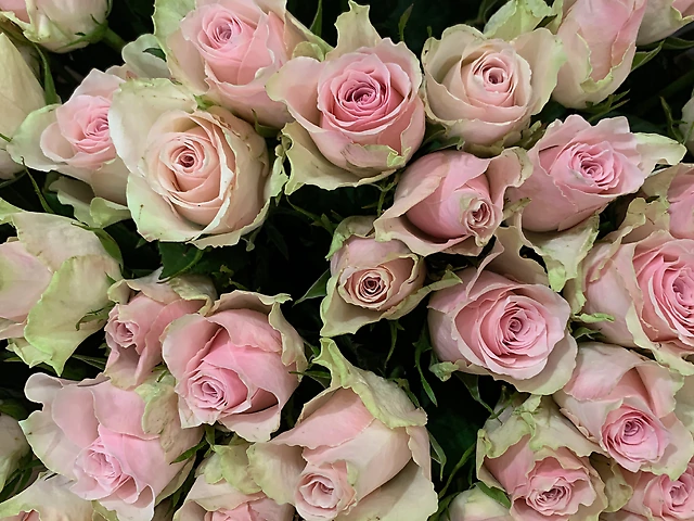 Light pink roses