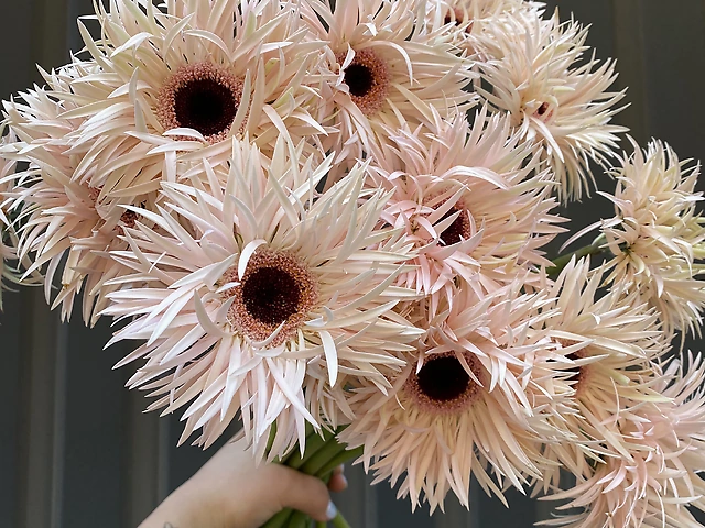 Гербера ніжно-рожева