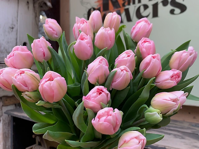 Тюльпан &numero;1