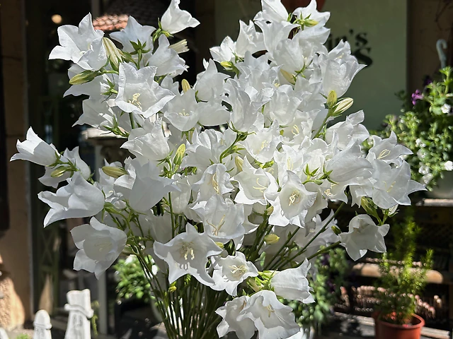 Кампанула біла