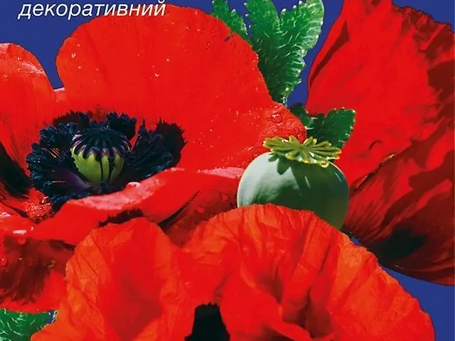 Насіння Мак Східний