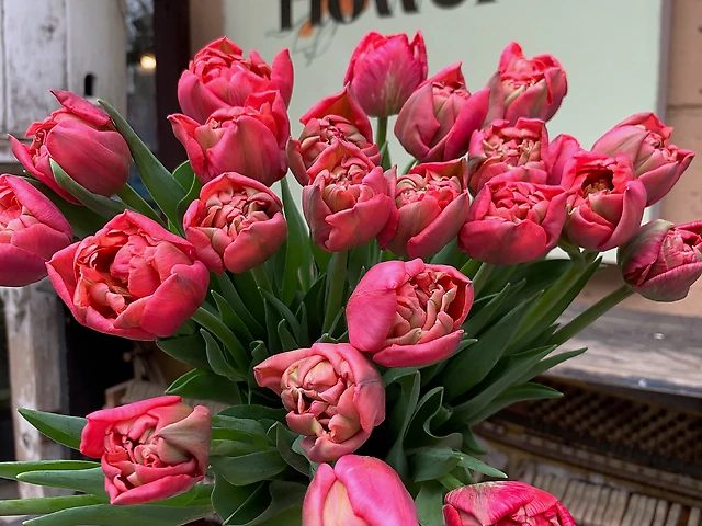 Тюльпан &numero;16