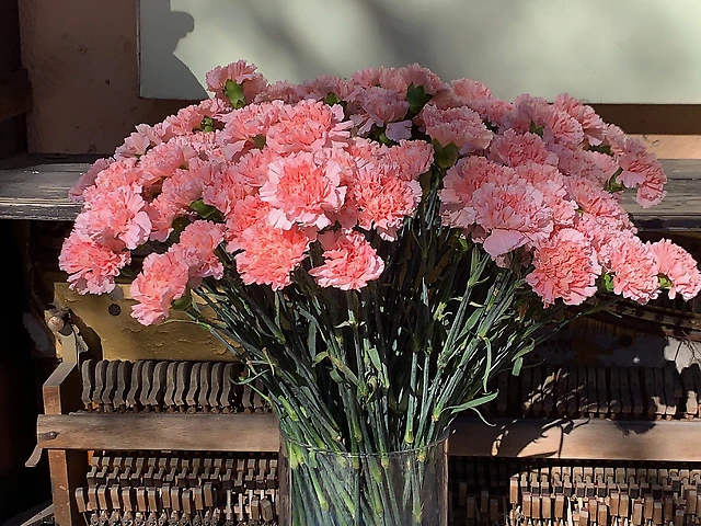 Гвоздика рожева