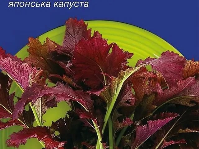 Насіння Мізуна червона