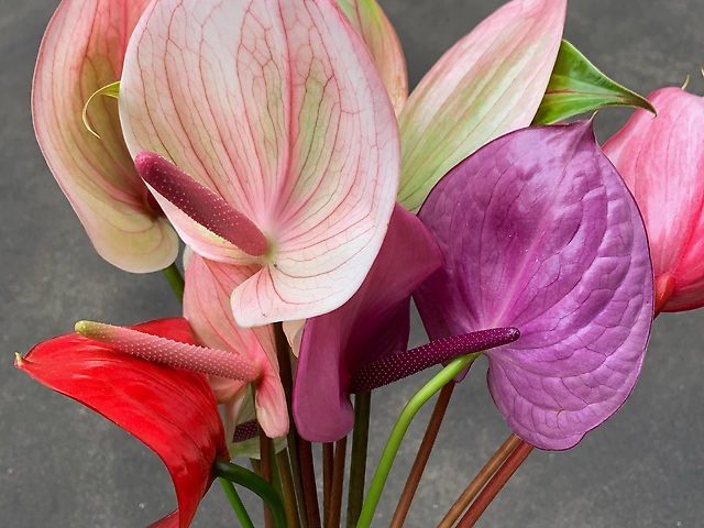 Anthurium mix