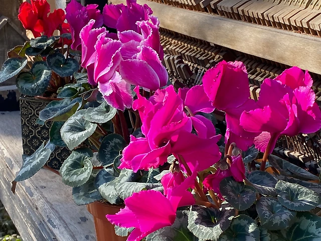 Цикламен мікс