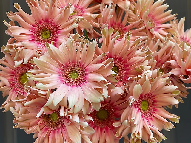 Гербера рожева