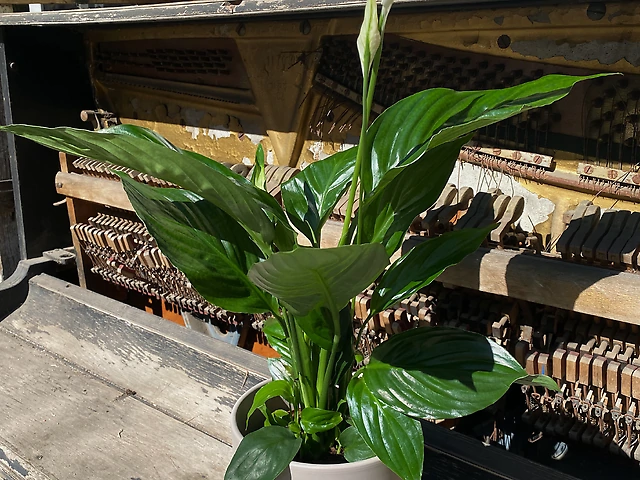 Спатифілум