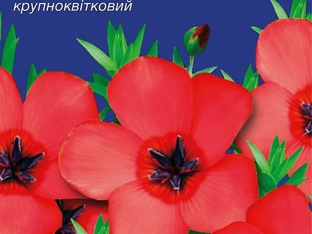 Насіння Льон Червоний