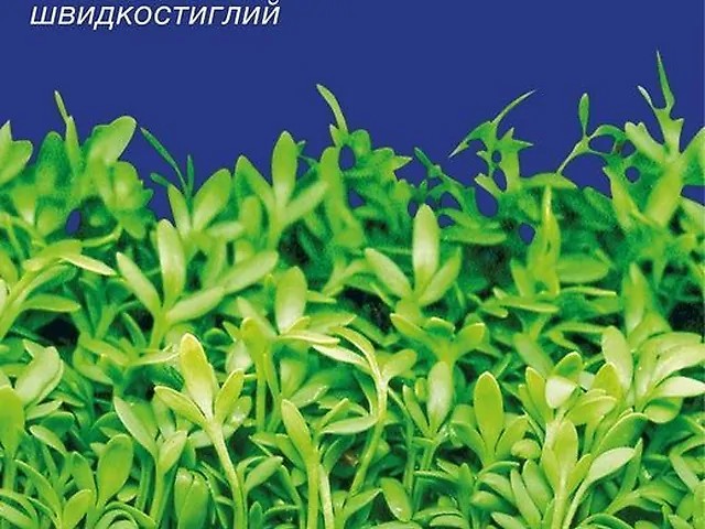 Насіння Крес-Салат