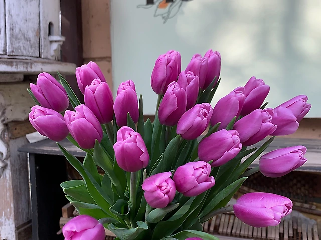 Тюльпан &numero;9