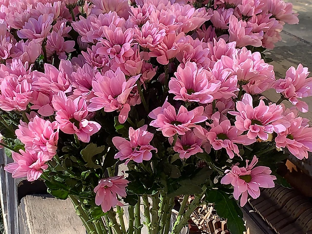 Хризантема гілкова