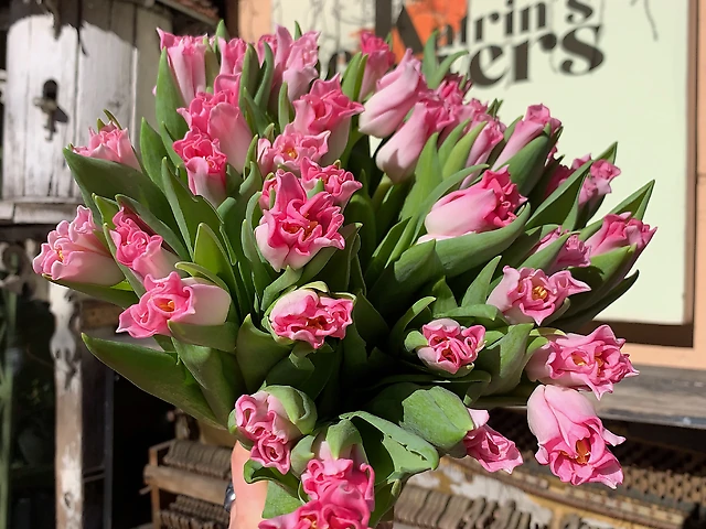 Тюльпан Crown of Dynasty