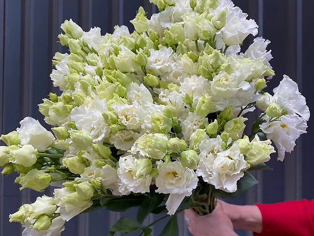 Еустома біла