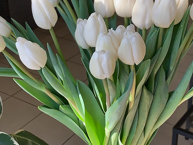 Тюльпан білий