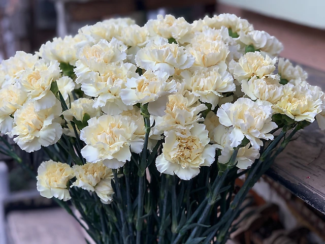 Гвоздика кремова