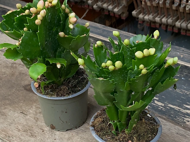 Шлюмбергера