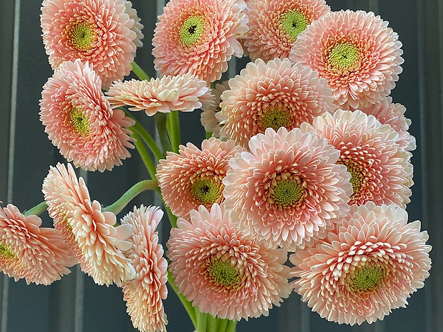 Гербера міні