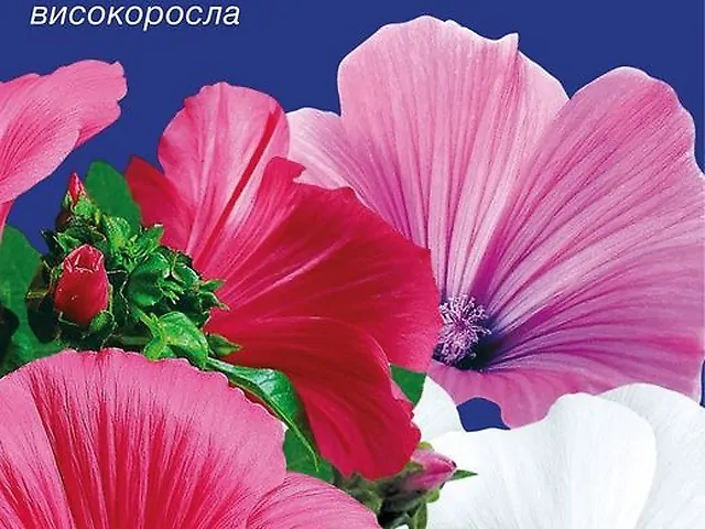 Насіння Лаватера